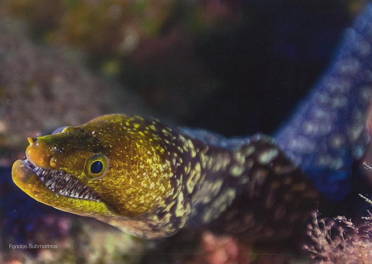 Caribe Luxury By El Medanoアパートメント エクステリア 写真